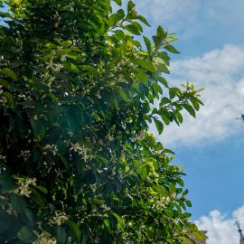 Imagen de archivo del comienzo de los brotes de azahar en los naranjos con la Giralda de fondo, en Sevilla.