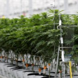 Interior promueve la disolución del partido cannábico Luz Verde por cuestiones formales