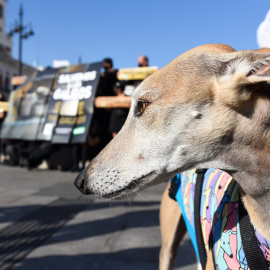 11/02/2022-Un galgo durante una concentración para defender la protección de los galgos, en la Puerta del Sol, a 14 de octubre de 2021, en Madrid, (España).