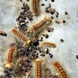 Vista general de un grupo de orugas.