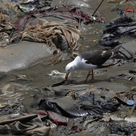 16/02/2022. El derrame ha provocado un fuerte impacto en el ecosistema.