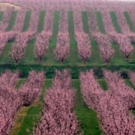 Camps florits, cultura i patrimoni: 7 propostes per descobrir el Segrià