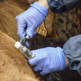 Proceso saneamiento de ganado para detectar enfermedades como la tuberculosis en ganado en Salamanca, a 6 de junio de 2023.