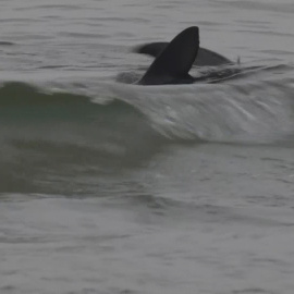 Alerta de tiburón en Benidorm