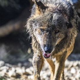Imagen de archivo de un ejemplar de lobo ibérico ('Canis lupus signatus').