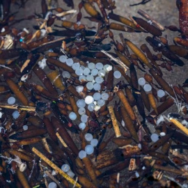 09/01/24. Detalle de los pellets de plástico acumulados en la playa de La Virgen del Mar, en Santander