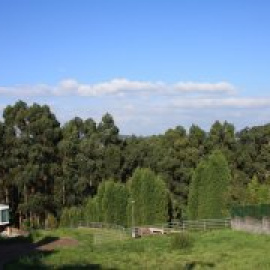 Feijóo sólo reducirá un 5% los eucaliptos de Galicia, una especie invasora que ya ocupa el doble de lo previsto por la propia Xunta