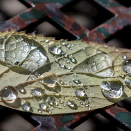 Vista del rocío depositado en una hoja caída en Zaragoza.