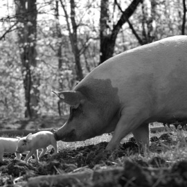 Gunda, con dos de sus crías.