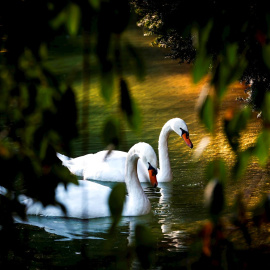 Dos cisnes disfrutan del tiempo soleado en San Sebastián.