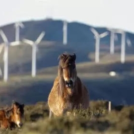 Un caballo observa los aerogeneradores del Parque Eólico de Tronceda, en la Serra do Xistral, en Mondoñedo (Lugo)