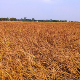 Ucrania es el segundo productor mundial de cebada y el tercero de maíz, y el principal suministrador de cereales a España.