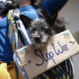 Fotografía de un perro con un letrero colgado que dice 'Stop War' durante una manifestación de ciudadanos ucranianos, residentes en Costa Rica, hoy frente a la embajada de Rusia ubicada en San José.