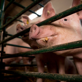 Un cerdo en una jaula.