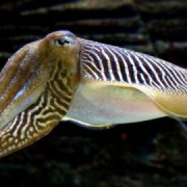 Las sepias pasan un test cognitivo diseñado para niños