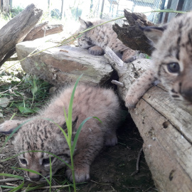 Rally, Risco y René son los nombres elegidos por los internautas para los tres cachorros de lince ibérico nacidos esta temporada de cría en Zarza de Granadilla, Cáceres, a 4 de junio de 2020