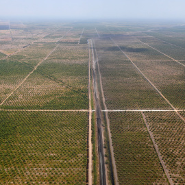 Una extensa plantación de soja en Borneo Meridional, Indonesia (Willy Kurniawan/REUTERS)