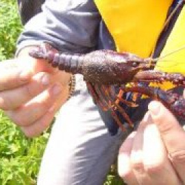 A la caza del cangrejo rojo