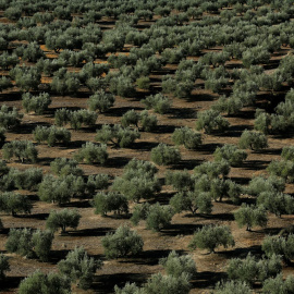 Un bosque de  olivos  en Porcuna (Jaén). REUTERS / Marcelo del Pozo