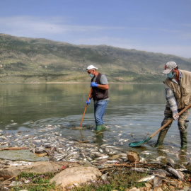 Voluntarios sacan con pala peces carpa muertos del lago Qaraoun en el valle de Beqaa en el este del Líbano