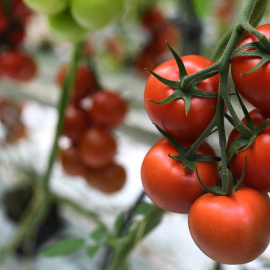 Imagen de archivo de un racimo de tomates.