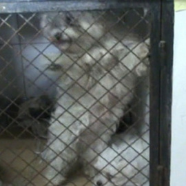 Uno de los perros maltratados. GUARDIA CIVIL