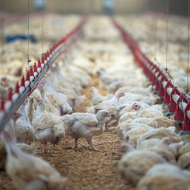 Granja de pollos a  10 de diciembre de 2021.