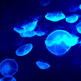 Imagen medusas de noche - REUTERS