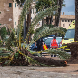 Los fuertes vientos han provocado la muerte de una mujer en Palma de Mallorca, después de que cayera sobre ella una rama de palmera./ Cati Cladera (EFE)