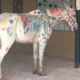 Caballo pintado por niños durante un campamento en una escuela hípica de Brasil. / ANA PAULA VASCONCELOS