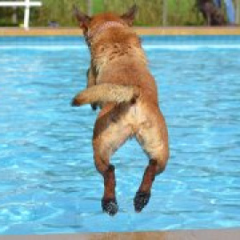 Empiezan las vacaciones, ¿cómo afecta el calor a tu mascota?