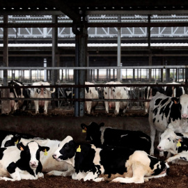 Vista general de la granja More Holstein en Bétera