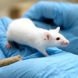 Un ratón en un laboratorio. EFE