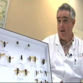 La temible avispa asiática ya está entre nosotros