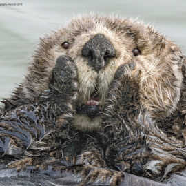 18/09/2019 - Menuda sorpresa más adorable. / The Comedy Wildlife 2019, Harry Walker