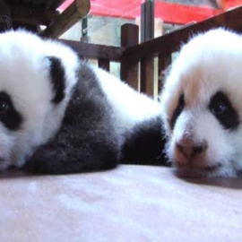 Los pandas, de la incubadora a la 'cuna'