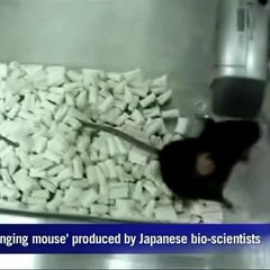 Científicos japoneses crean un ratón que trina