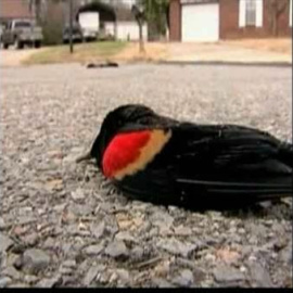 Aparecen muertos miles de mirlos negros en Arkansas