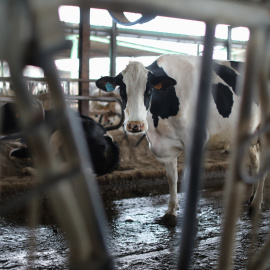 Una vaca lechera, de la raza bovina frisona, en las instalaciones de una granja manchega, a 19 de marzo, en Talavera de la Reina, Toledo.