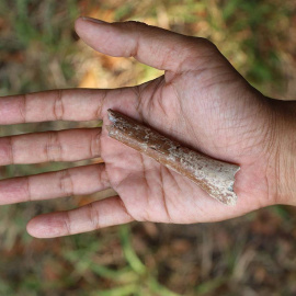 06/08/2024 El fragmento distal de húmero excavado en el yacimiento de Mata Menge (Indonesia).