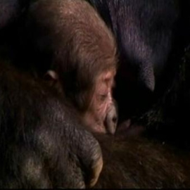 El Zoo de Sydney presenta a un gorila recién nacido