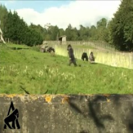 El gorila que camina (parte 1)