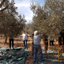 Voluntarios internacionales participando en la cosecha de la oliva en Cisjordania./ATG