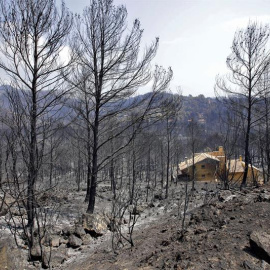 Más de 3.000 hectáreas han sido devoradas por el fuego en Llutxent (Valencia) / EFE