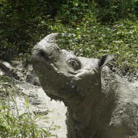 Tam, el último rinoceronte de Sumatra macho de Malasia, en una imagen de archivo. / REUTERS