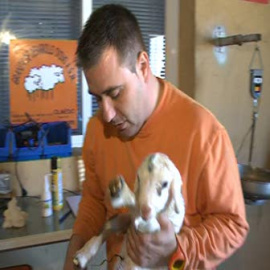 Corderos que escuchan a Alejandro Sanz