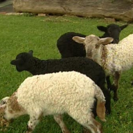 Corderos cuatrillizos en un agroturismo