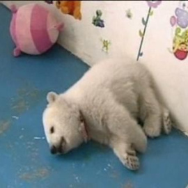 Sobreviven dos osos polares