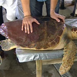 Programa de estimulación ovárica en tortugas