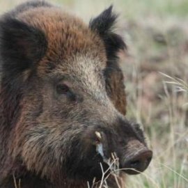Imagen de archivo de un jabalí. EUROPA PRES